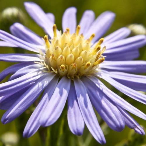 light-purple flowers with yellow-brown stamens and green foliage