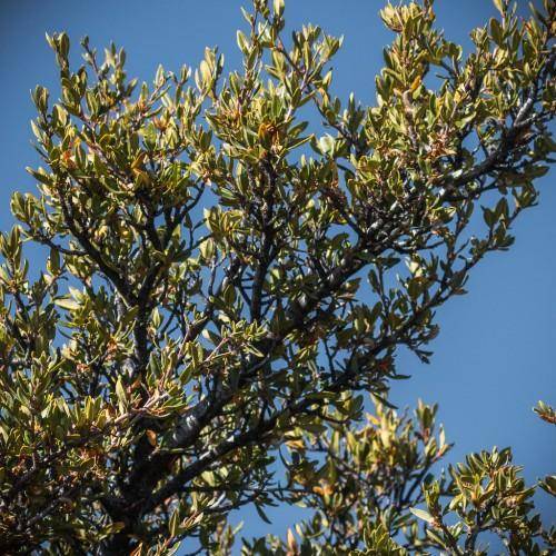 A tree with serrated green leaves, brown branches, and clusters of small white flowers in spring.