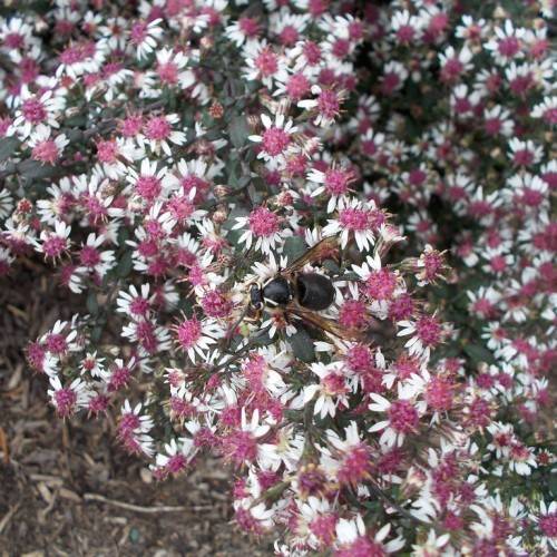 white flowers with pink center, green leaves and stems