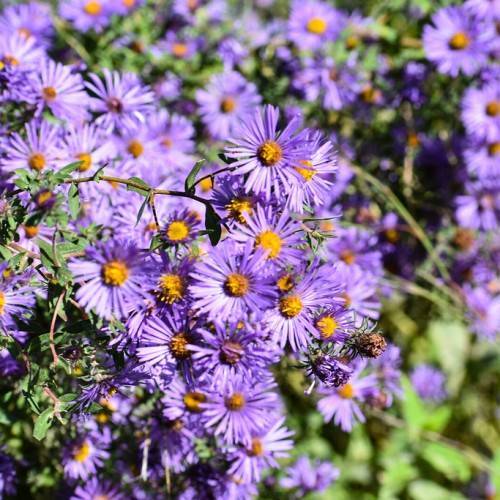 purple flowers with orange center, green leaves and stems