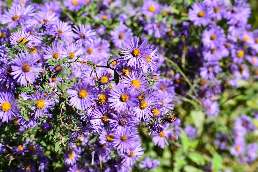 purple flowers with orange center, green leaves and stems