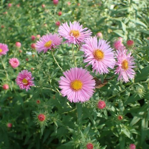 pink flowers with yellow center, dark-pink buds, green leaves and stems