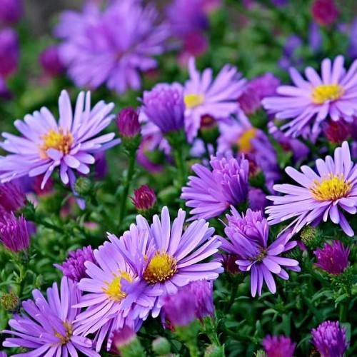 purple flowers with orange-yellow center, green leaves, stems and pink-purple buds