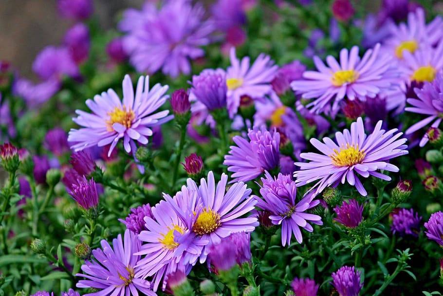 purple flowers with orange-yellow center, green leaves, stems and pink-purple buds