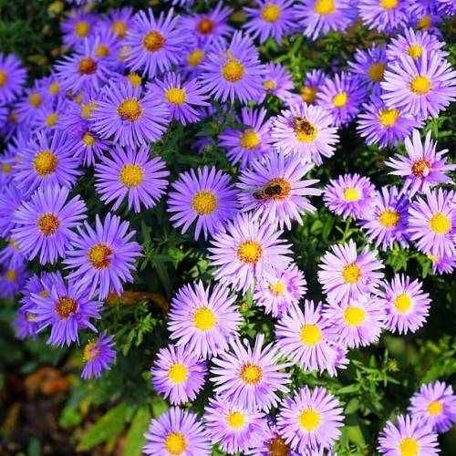 purple-violet flowers with orange-yellow center, lime-green leaves and stems