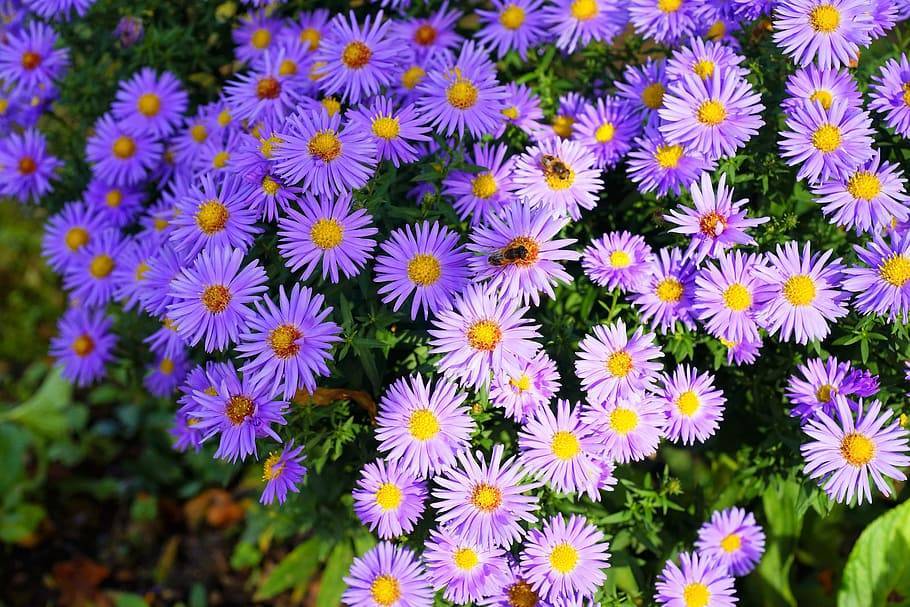 purple-violet flowers with orange-yellow center, lime-green leaves and stems
