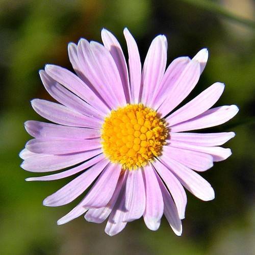 lavender flower with orange center