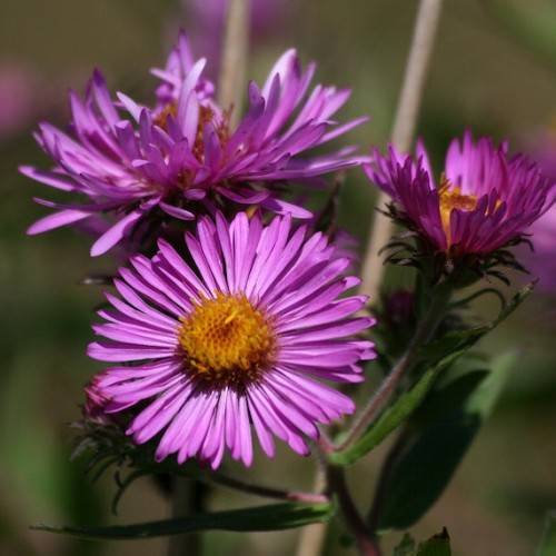pink-purple flowers with orange-yellow center, green leaves and beige stems