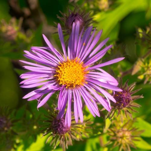 light-purple flower with orange center, purple-lime buds, lime leaves and stems