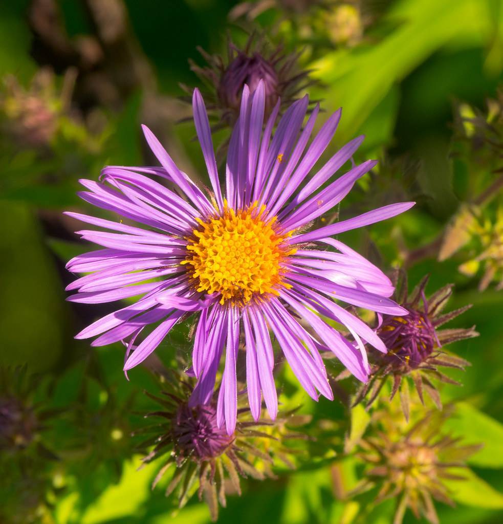 light-purple flower with orange center, purple-lime buds, lime leaves and stems