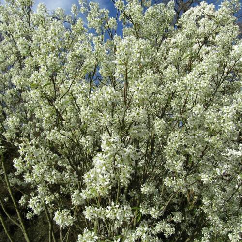 lime-white flowers with lime leaves and brown-olive branches