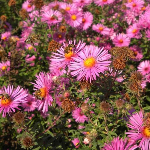 pink flowers with yellow-orange center, pink-brown buds, green leaves and stems