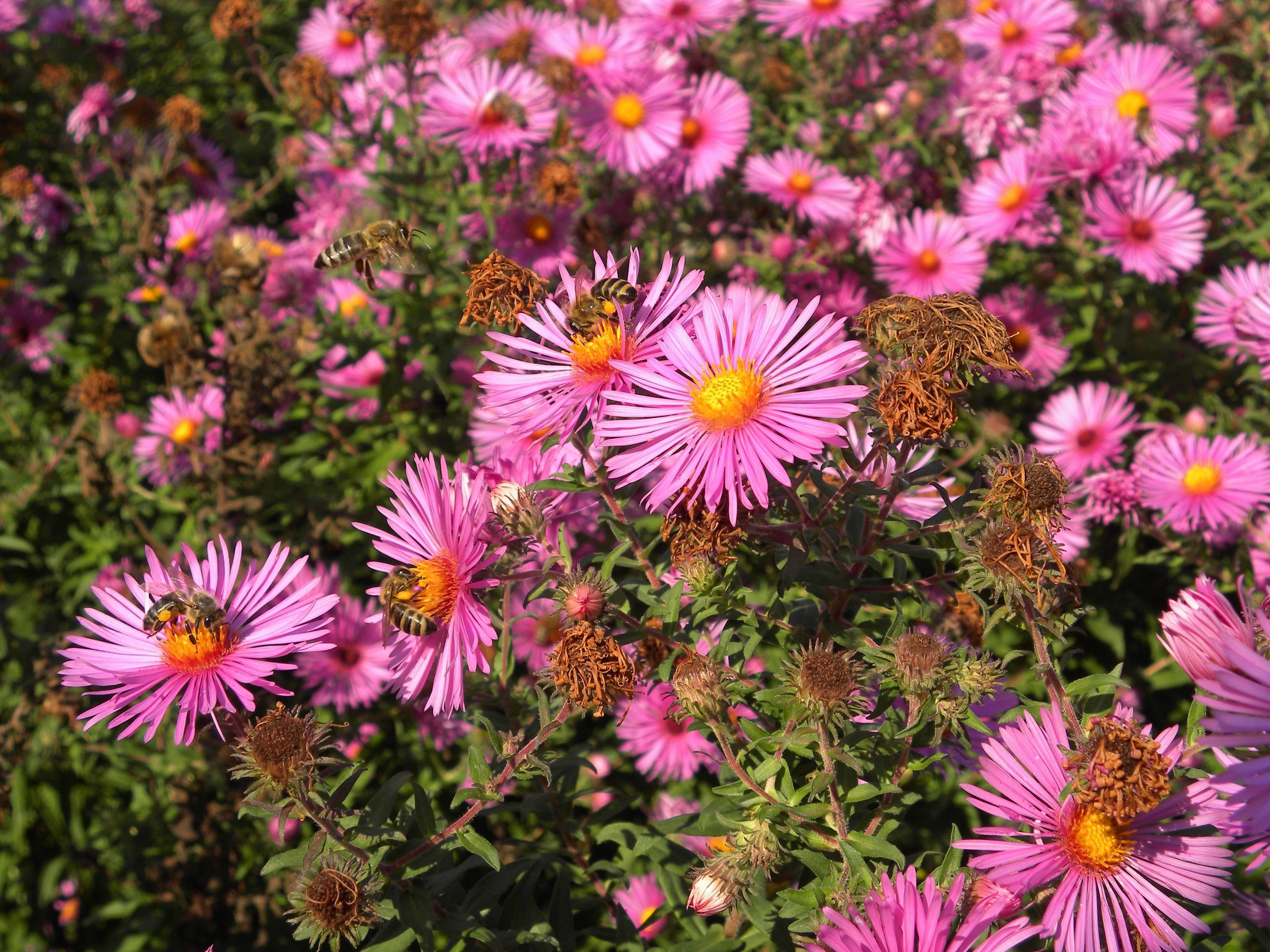 pink flowers with yellow-orange center, pink-brown buds, green leaves and stems