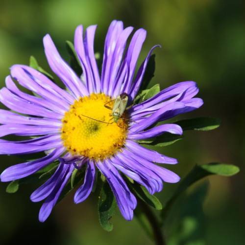 blue flower with yellow center, green leaves and stem