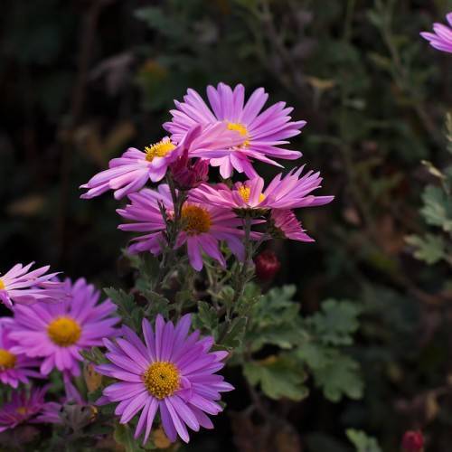 pink-purple flowers with yellow center, green leaves and stems