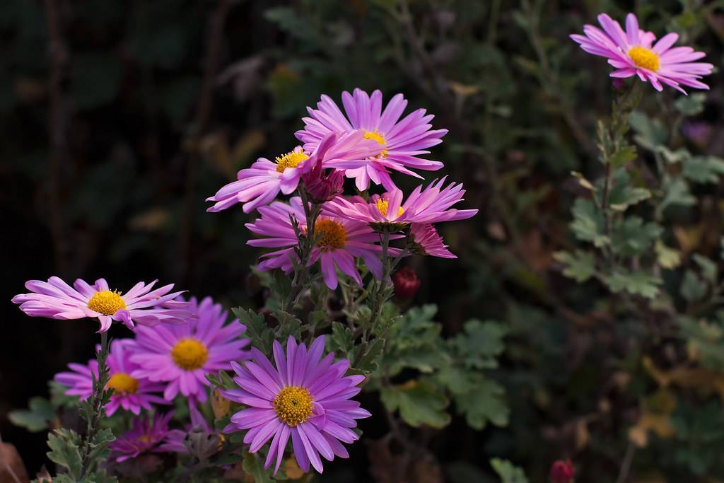 pink-purple flowers with yellow center, green leaves and stems