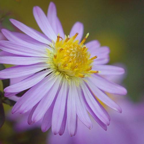 lavender flower with yellow center and green stem