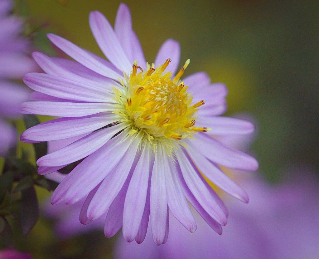 lavender flower with yellow center and green stem