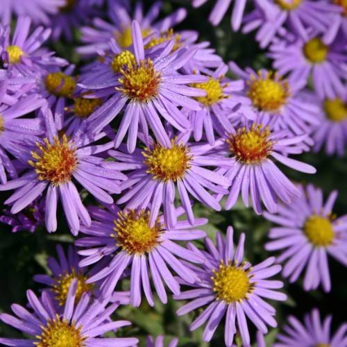 light-purple flowers with yellow-red center