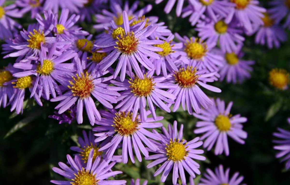 light-purple flowers with yellow-red center