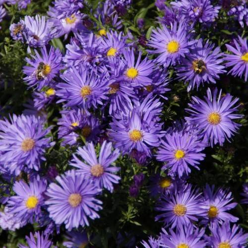 blue flowers with yellow center and green leaves and stems