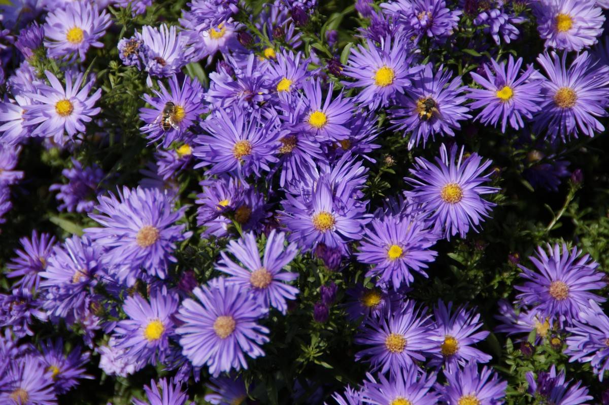 blue flowers with yellow center and green leaves and stems
