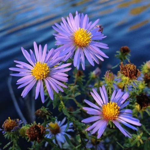 purple flowers with orange-yellow center, lime-green leaves, stems and brown buds