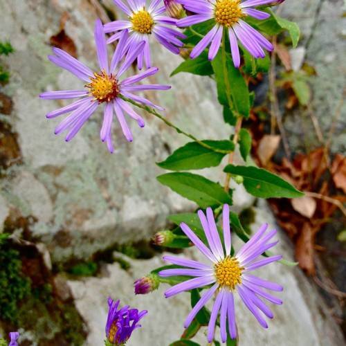 white-purple flowers with orange-yellow center, purple buds, green leaves and green-brown stems