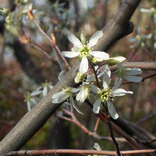 White flower with lime center and sepal, white buds, brown pedicel, dark-brown branches, lime style, cream anthers and stigma, off-white filament.