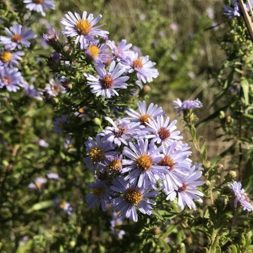 lavender flowers with orange center, green buds, green leaves and stems