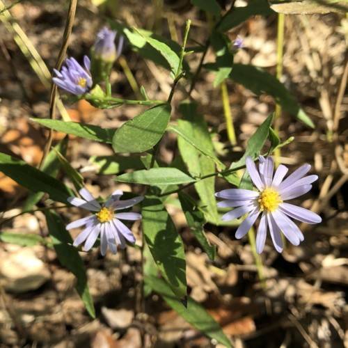 lavender-violet flowers with yellow center, green leaves and stems