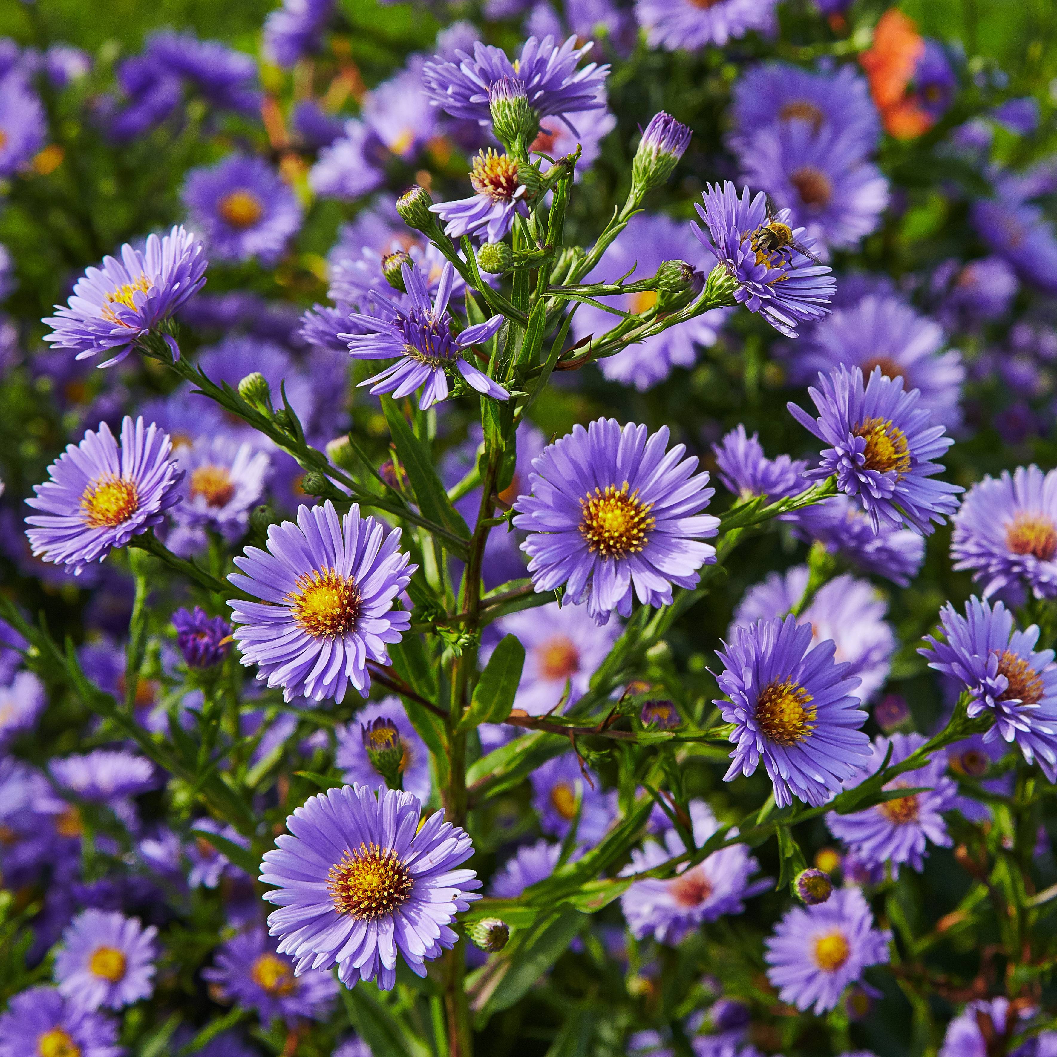 light-blue flowers with yellow-red center, green buds, green leaves and stems