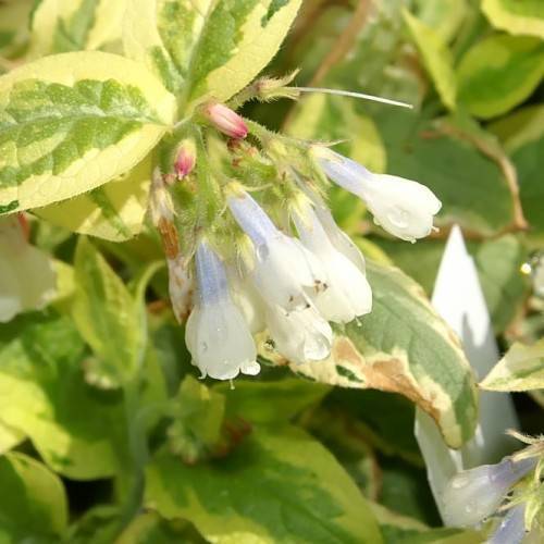 white-lavender flowers with yellow-lime leaves, pink-white buds and brown branches