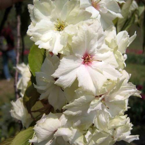 Clusters of white-pink-yellow flowers with green leaves and green stems.