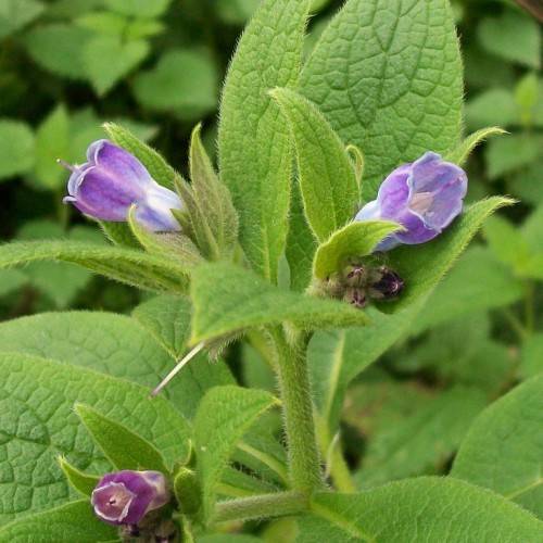 purple-blue flowers with lime leaves and stems