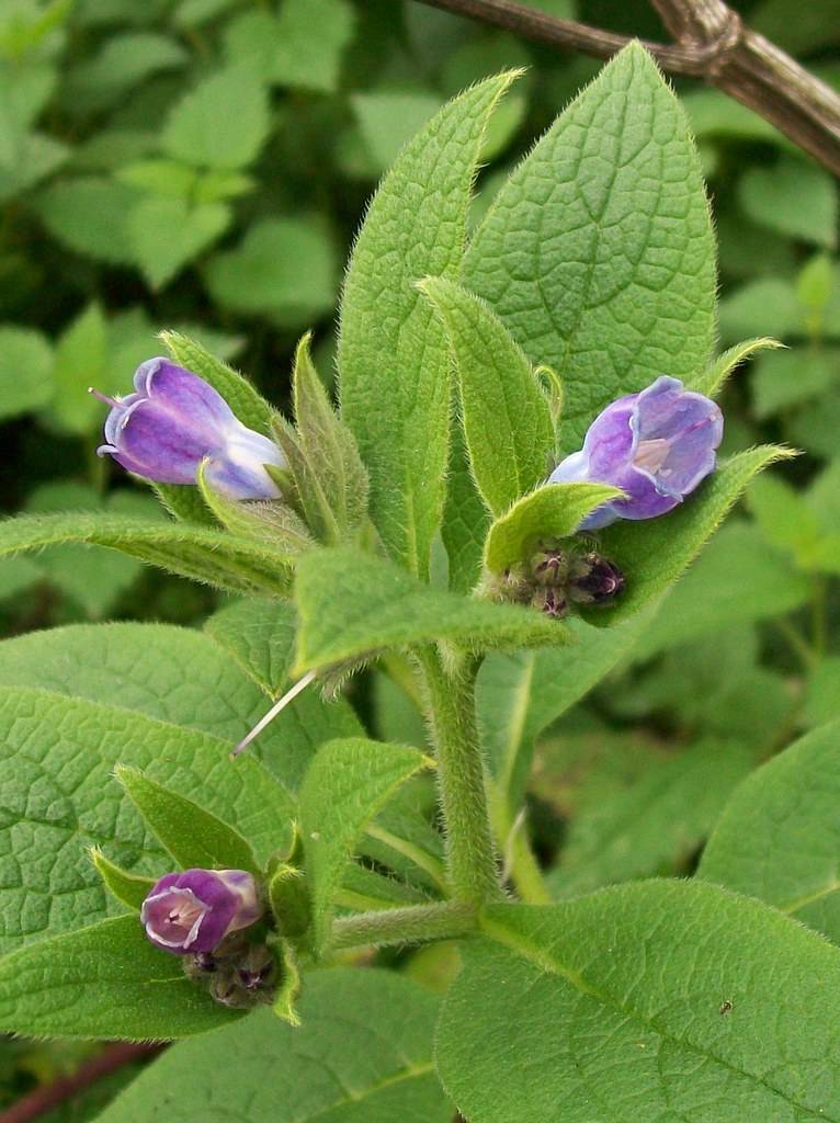 purple-blue flowers with lime leaves and stems