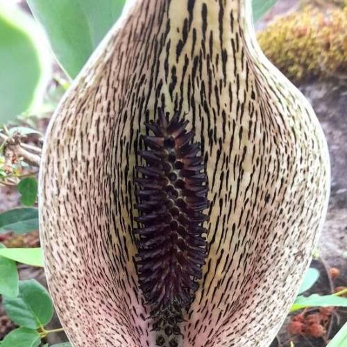 beige-brown tuber with burgundy seeds and green leaves

