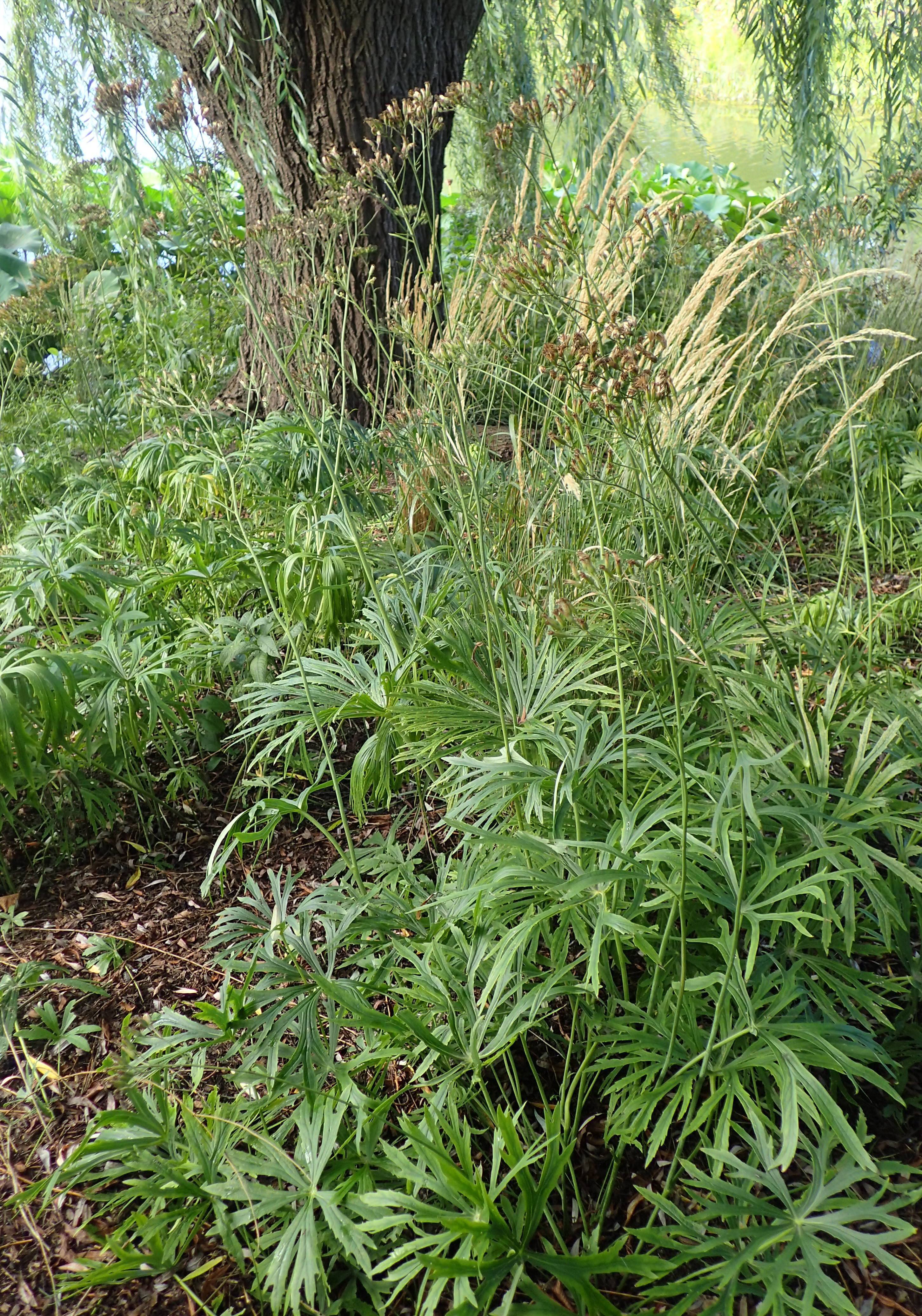 brown flowers with lime-green foliage and stems