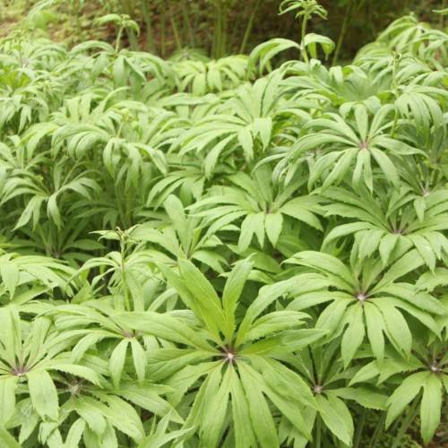 lime-green foliage and stems