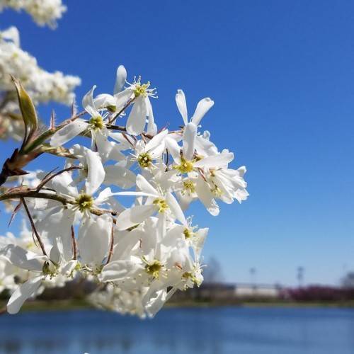 white flowers with yellow center, white stamens, olive leaves and brown stems