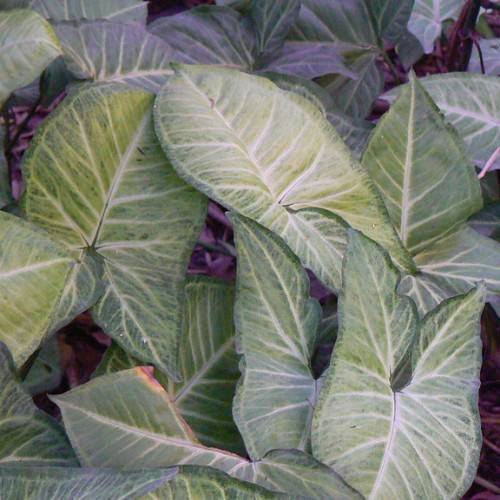 yellow-green leaves