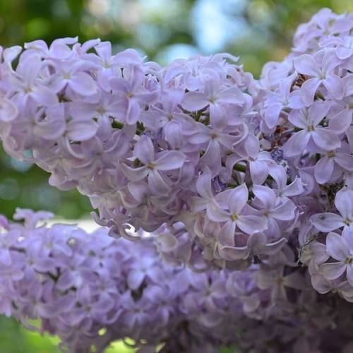 lavender flowers with yellow center and green stems