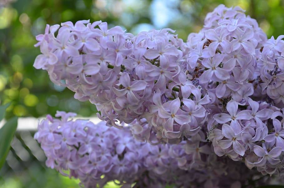 lavender flowers with yellow center and green stems