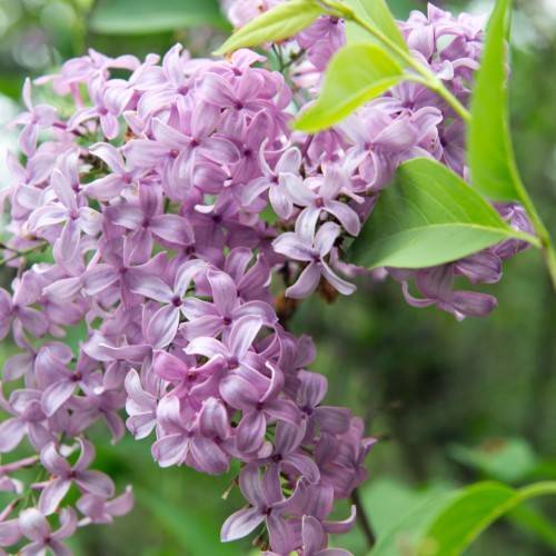 plum flowers with pink center, lime-green leaves and stems