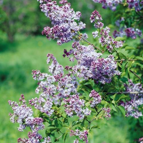 lavender-purple flowers with green leaves and grey-brown stems