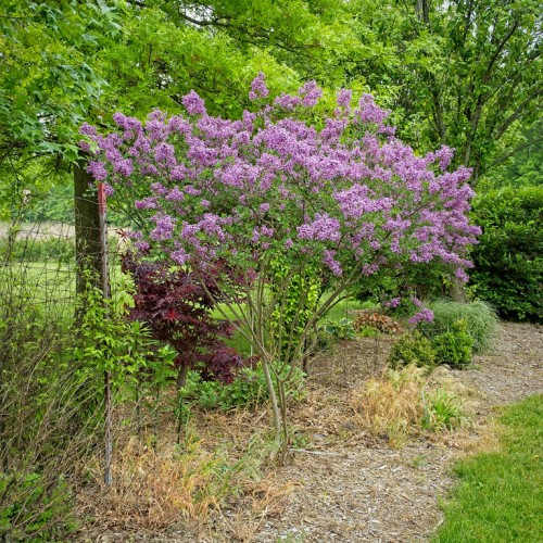 Purple foliage with brown branches and stem.