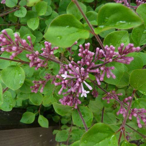 pink-purple flowers with green leaves and burgundy stems