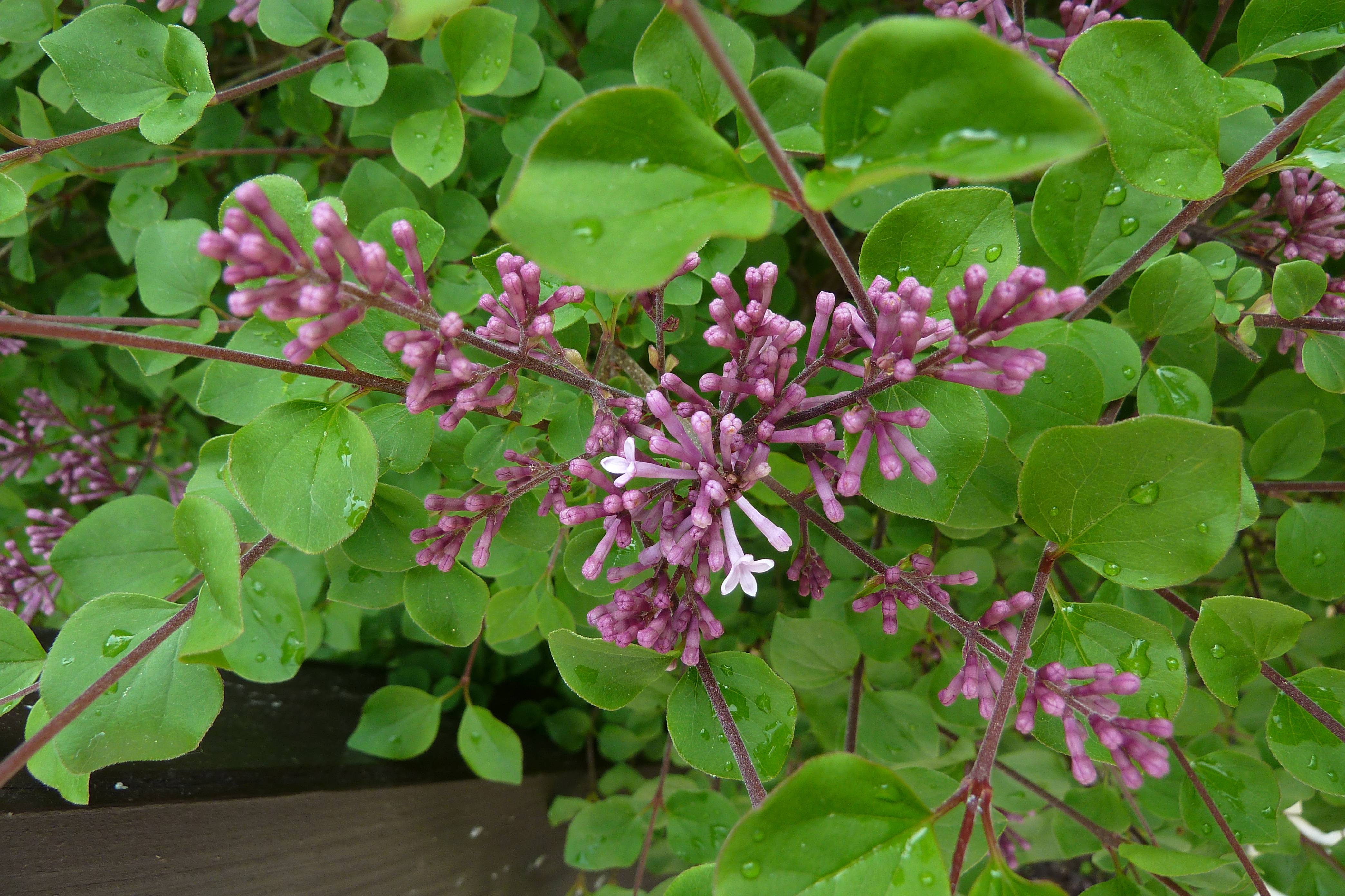 pink-purple flowers with green leaves and burgundy stems
