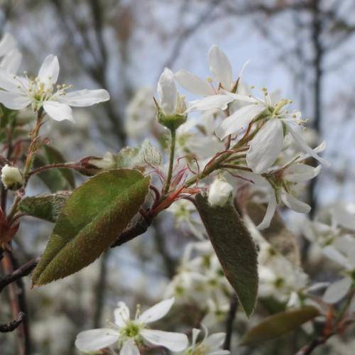 White flowers and green leaves with brown stems.