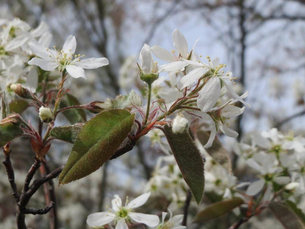 White flowers and green leaves with brown stems.